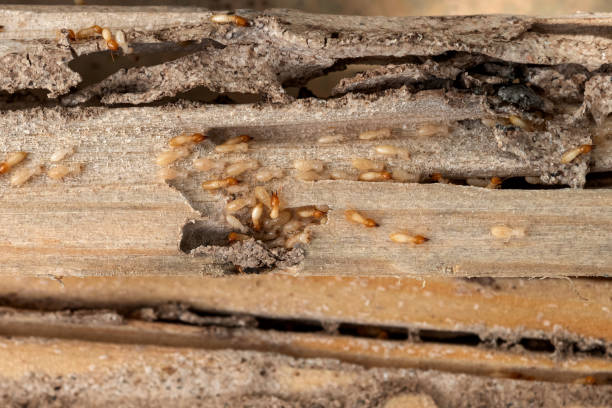 Best Exterminator Services  in Kaser, NY