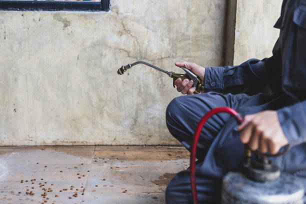 Wasp Removal Services in Kaser, NY
